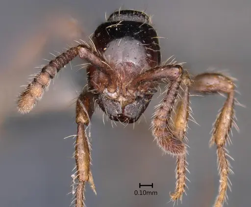 Aenictus kadalarensis specimen