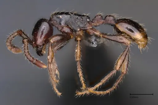 Aenictus kadalarensis specimen