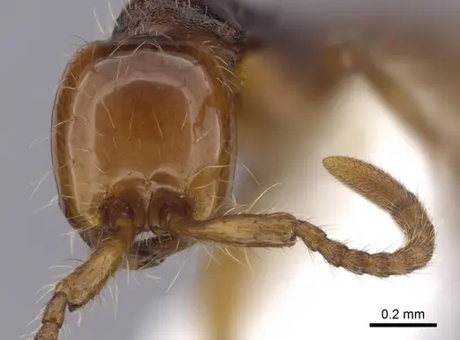 Aenictus khaoyaiensis specimen