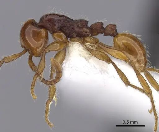 Aenictus khaoyaiensis specimen