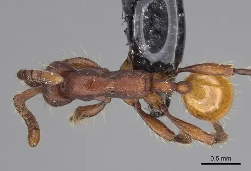 Aenictus koloi specimen