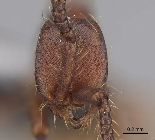 Aenictus koloi specimen