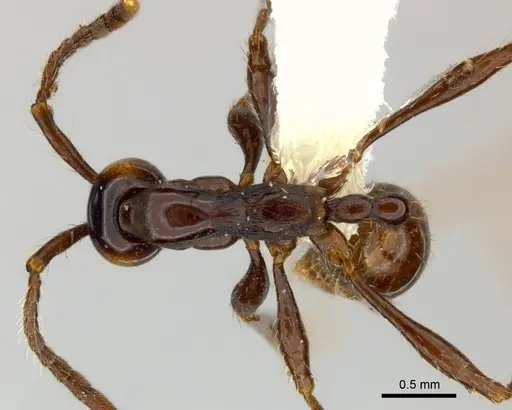 Aenictus laeviceps specimen