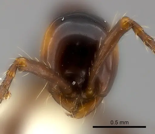 Aenictus laeviceps specimen