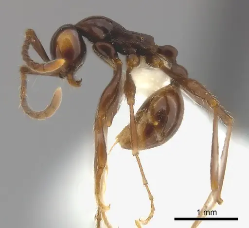 Aenictus laeviceps specimen