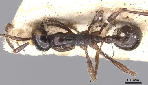 Aenictus laeviceps - CASENT0902684