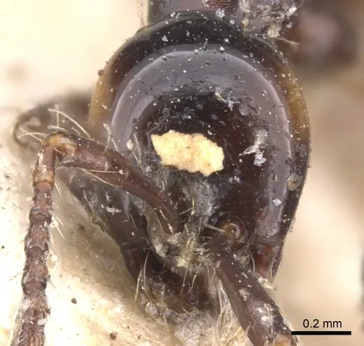 Aenictus laeviceps - CASENT0902684