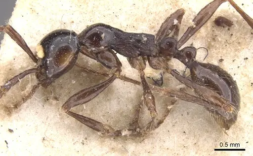 Aenictus laeviceps - CASENT0902684