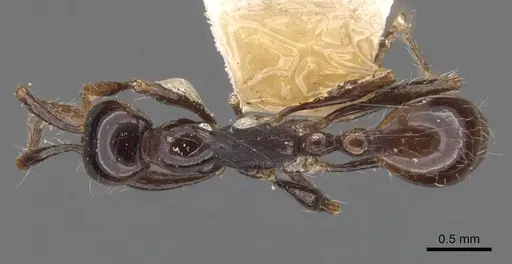 Aenictus laeviceps - CASENT0907011