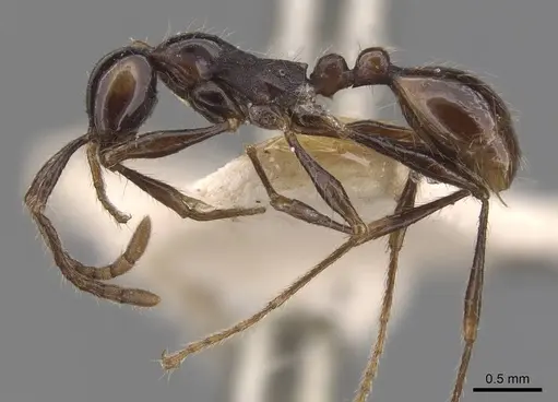 Aenictus laeviceps - CASENT0907011