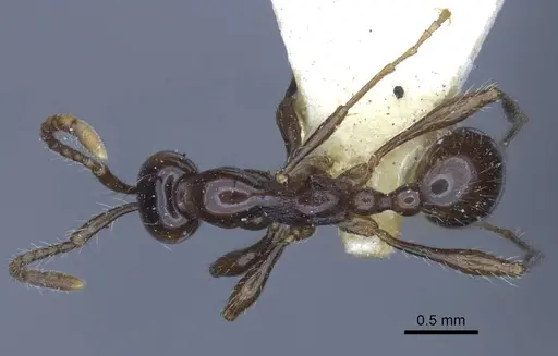 Aenictus laeviceps - CASENT0916859