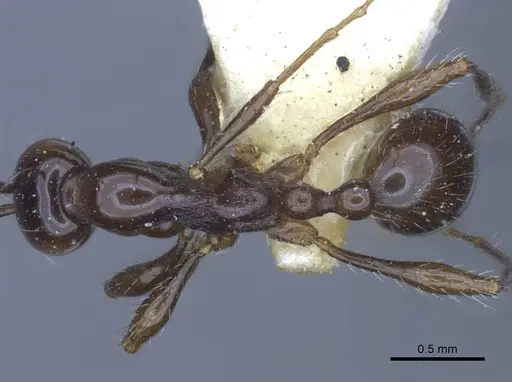 Aenictus laeviceps - CASENT0916859