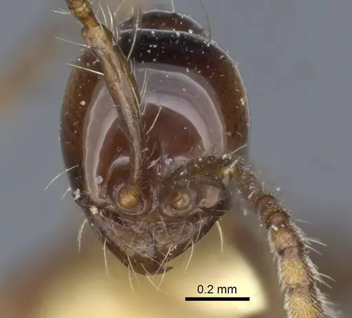 Aenictus laeviceps - CASENT0916859