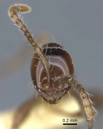 Aenictus laeviceps - CASENT0916859