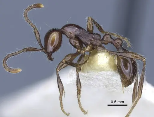 Aenictus laeviceps - CASENT0916859