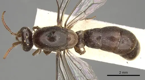 Aenictus latiscapus specimen