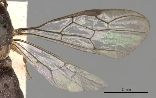 Aenictus latiscapus specimen