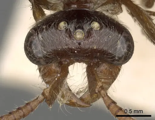 Aenictus latiscapus specimen