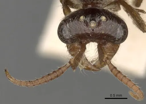 Aenictus latiscapus - CASENT0281964