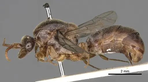 Aenictus latiscapus - CASENT0281964