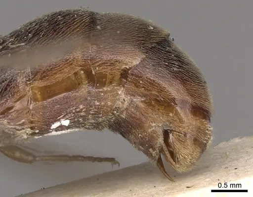 Aenictus latiscapus - CASENT0281964