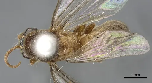 Aenictus latiscapus - CASENT0902694