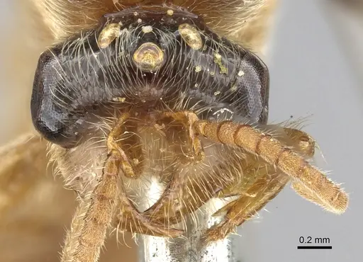 Aenictus latiscapus - CASENT0902694