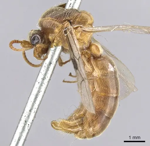 Aenictus latiscapus - CASENT0902694