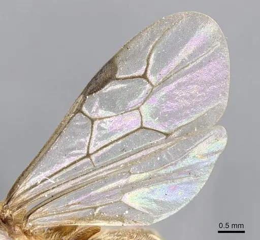 Aenictus latiscapus - CASENT0902694