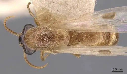 Aenictus latiscapus - CASENT0907009