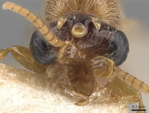 Aenictus latiscapus - CASENT0907009