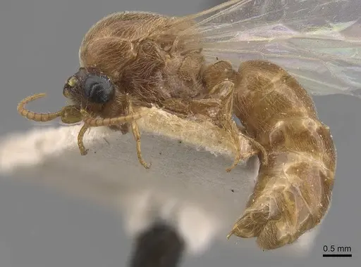 Aenictus latiscapus - CASENT0907009