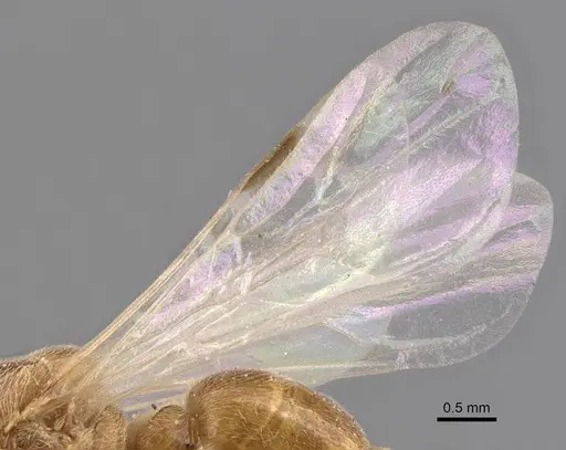 Aenictus latiscapus - CASENT0907009