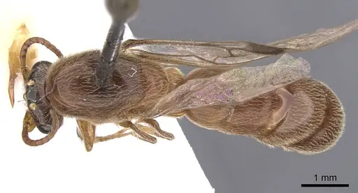 Aenictus latiscapus - CASENT0907010