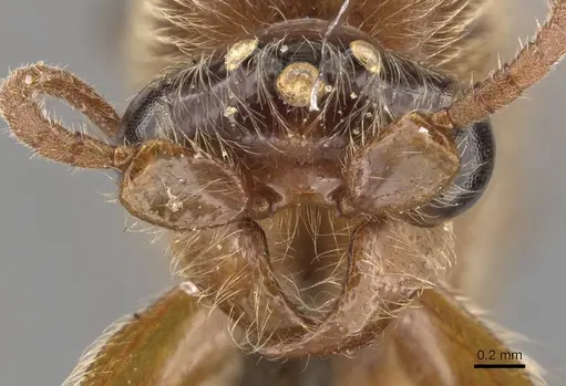 Aenictus latiscapus - CASENT0907010