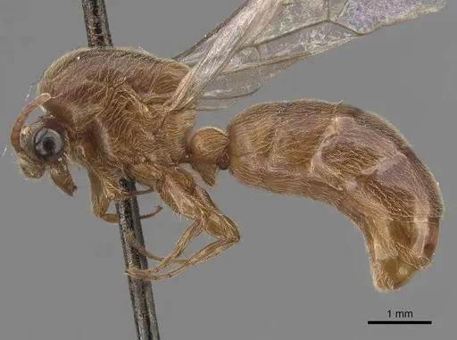 Aenictus latiscapus - CASENT0907010