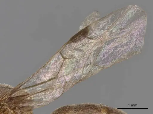 Aenictus latiscapus - CASENT0907010