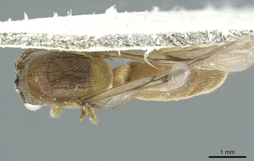 Aenictus latiscapus - CASENT0911431