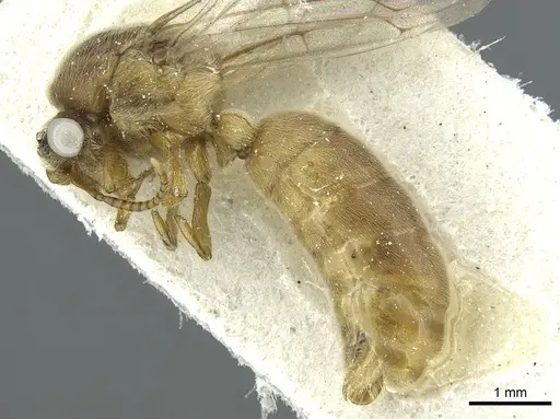 Aenictus latiscapus - CASENT0911431