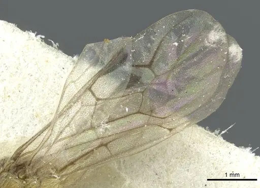 Aenictus latiscapus - CASENT0911431