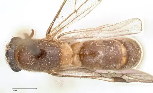 Aenictus latiscapus - FOCOL0385