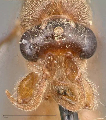 Aenictus latiscapus - FOCOL0385