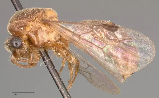 Aenictus latiscapus - FOCOL0385