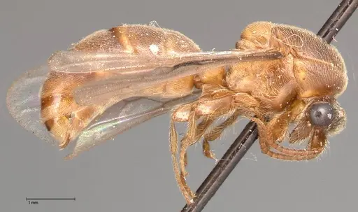 Aenictus latiscapus - FOCOL0385