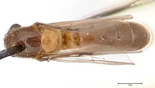 Aenictus latiscapus - FOCOL0386