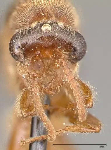 Aenictus latiscapus - FOCOL0386