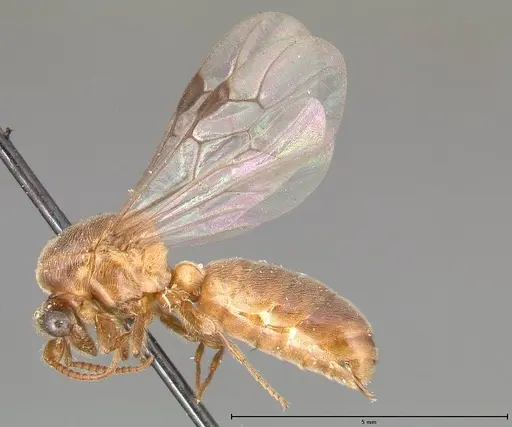 Aenictus latiscapus - FOCOL0386