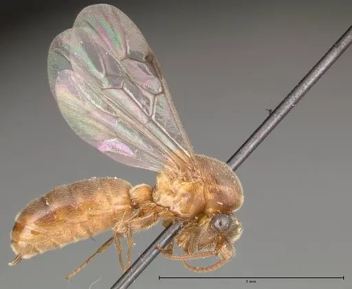 Aenictus latiscapus - FOCOL0386