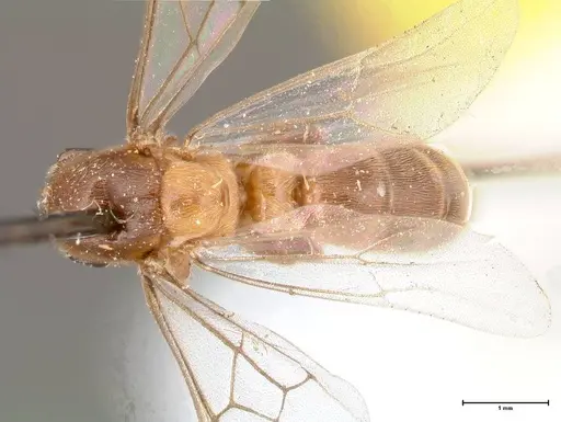 Aenictus latiscapus - FOCOL0387