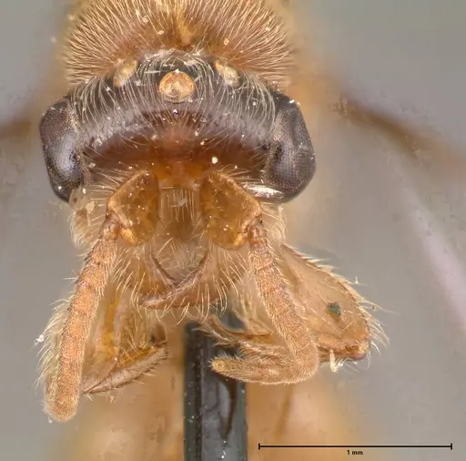 Aenictus latiscapus - FOCOL0387